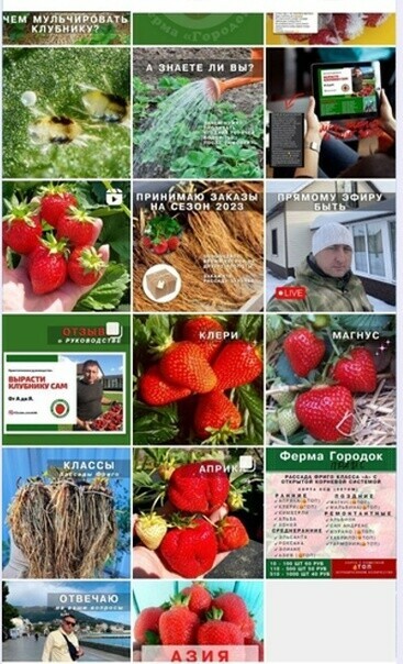 Кейс: Продвижение магазина по продаже рассады клубники в ВК. Откручено 540$ прод — иллюстрация 2