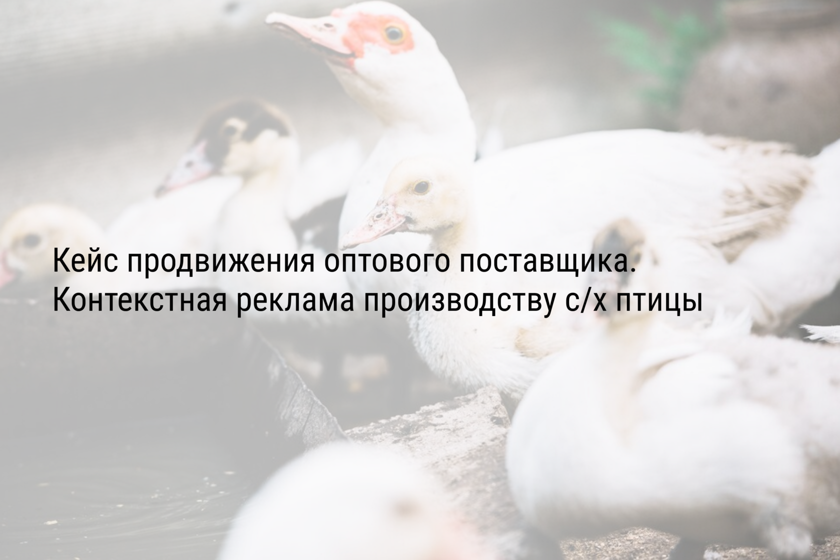Кейс продвижения оптового поставщика. Контекстная реклама производству с/х птицы
